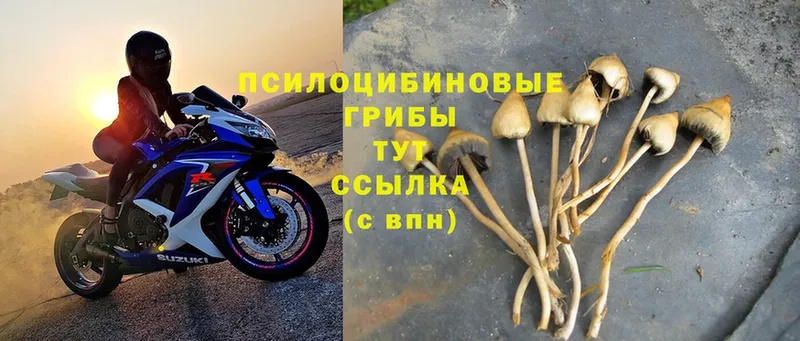 Псилоцибиновые грибы Magic Shrooms  наркота  Ростов 